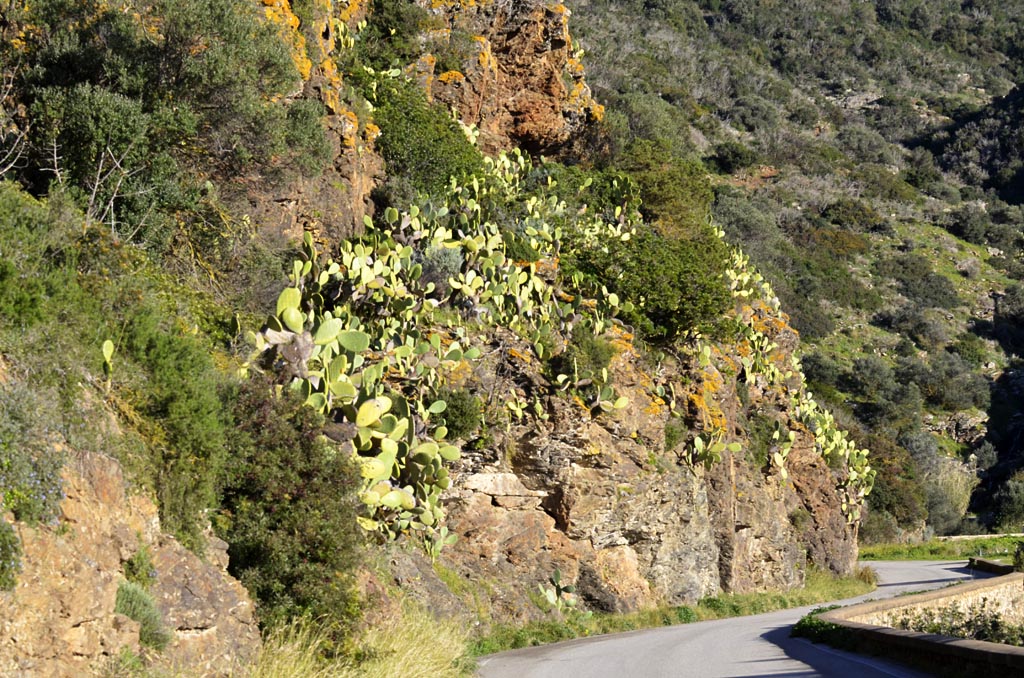 Little California con la leggendaria foresta di cactus  - atelier della sartoria su misura Capoliveri Isola d`Elba